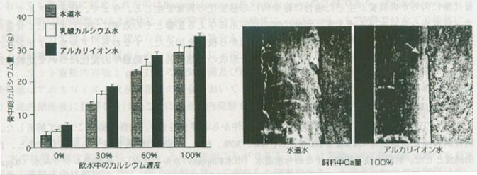 图1 饮水中钙的浓度和胫骨中钙量的关系 图2 Villanueva染色